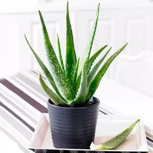 Растения и уход за ними