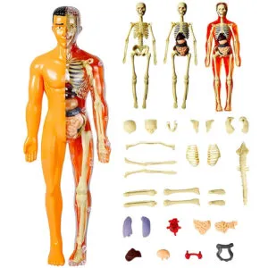 Игровой набор Анатомия человека, 30 деталей / 3D модель тела человека / Анатомическая модель человека