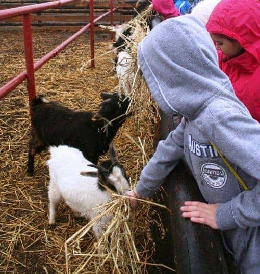 Ferma Animalelor copii hranesc animale Locuri de Petreceri in Aer Liber pentru Copii langa Bucuresti