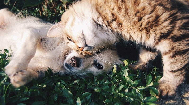 Puppy and Kitten Laying Together on Lawn