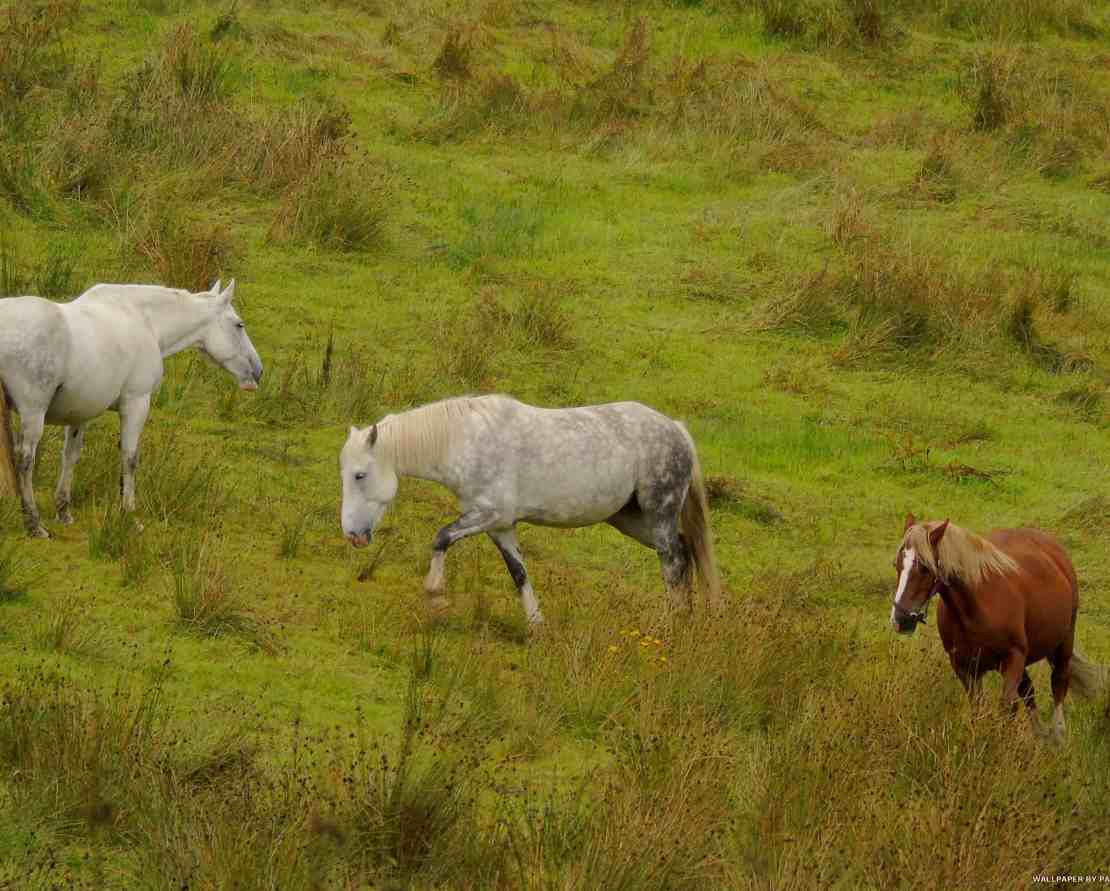 horses grazing