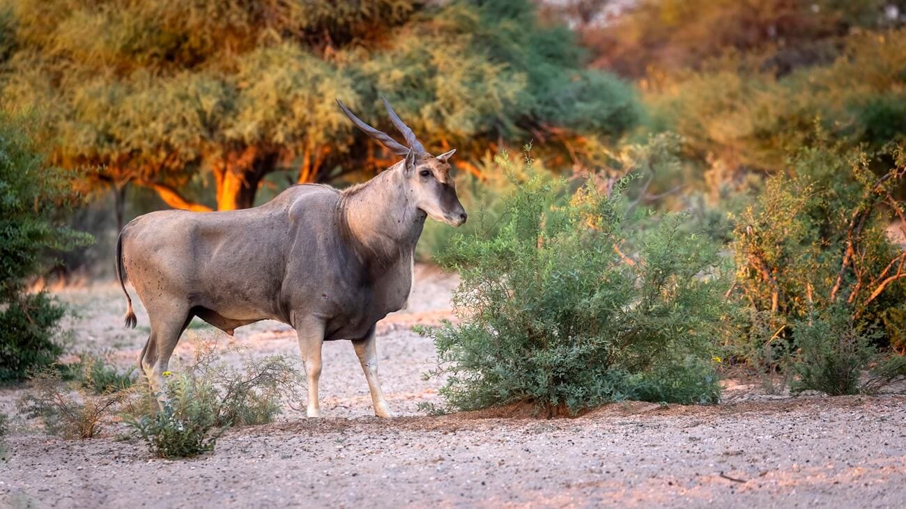 eland-antelope-african-sunset-khamab An African antelope that's the size of a moose stands against a vibrant African sunset at Khamab Kalahari reserve, showcasing its powerful build and peaceful nature.