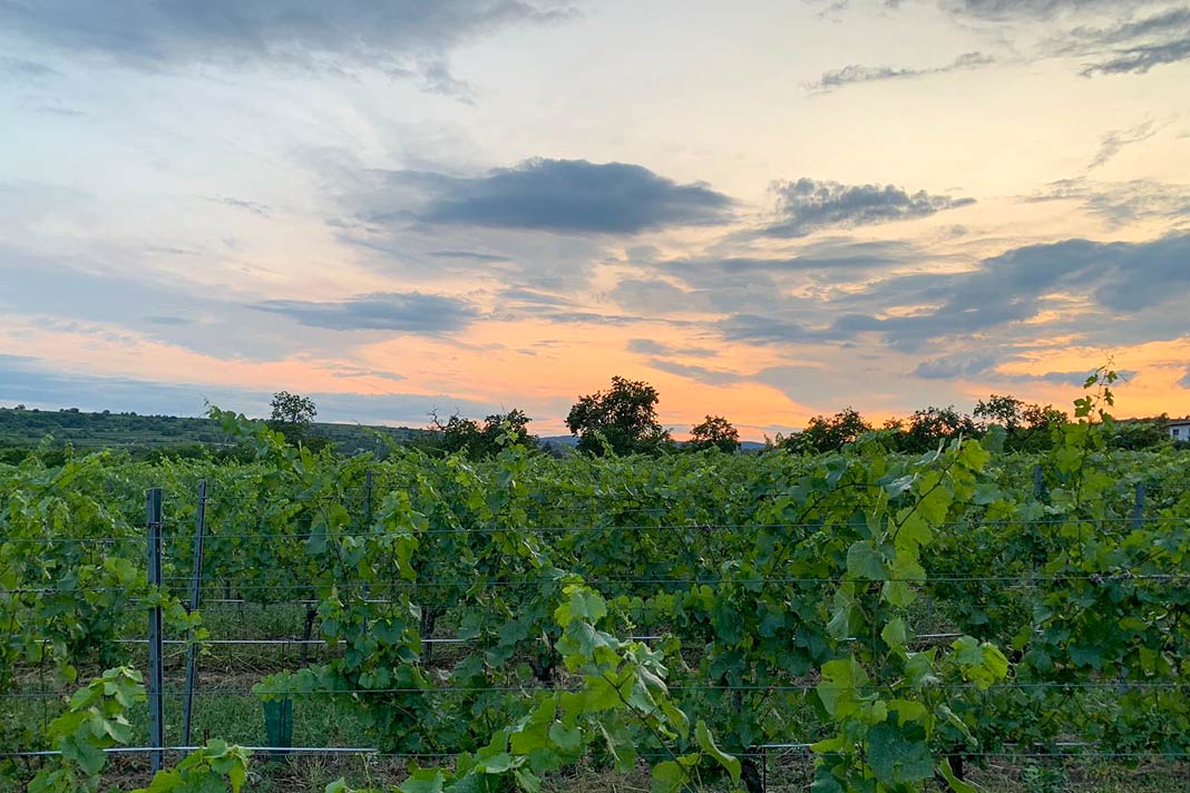 Weinreben im Abendlicht