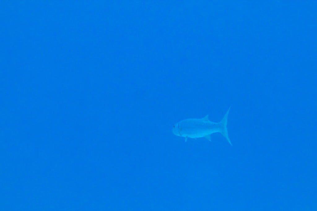 podwodny świat na Kubie