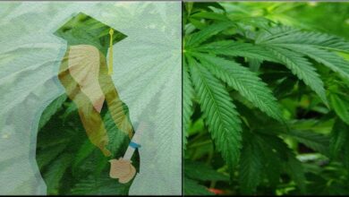 A split image: on the left, a student in a graduation gown, possibly earning a cannabis degree; on the right, a close-up of vibrant green cannabis leaves. The image hints at a new university program merging education with the cannabis industry.