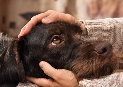 Cohabitation avec les animaux