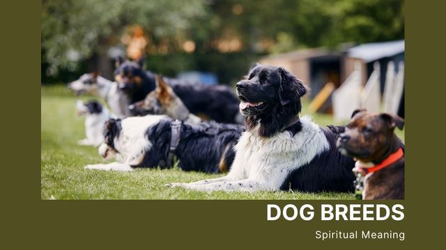 SPIRITUAL MEANING OF DOG BREEDS: WHAT YOUR DOG’S PERSONALITY MIGHT REVEAL ABOUT YOUR SOUL PATH 5 connect with your dogs spiritual meaning