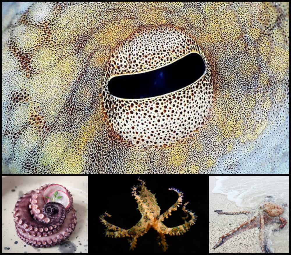 ochi de caracatita gokid