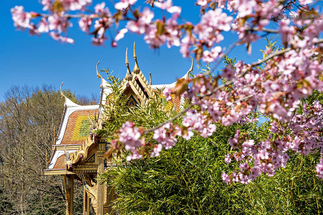 Rosa Kirschblüten vor dem Thailändischen Tempel im Westpark, München