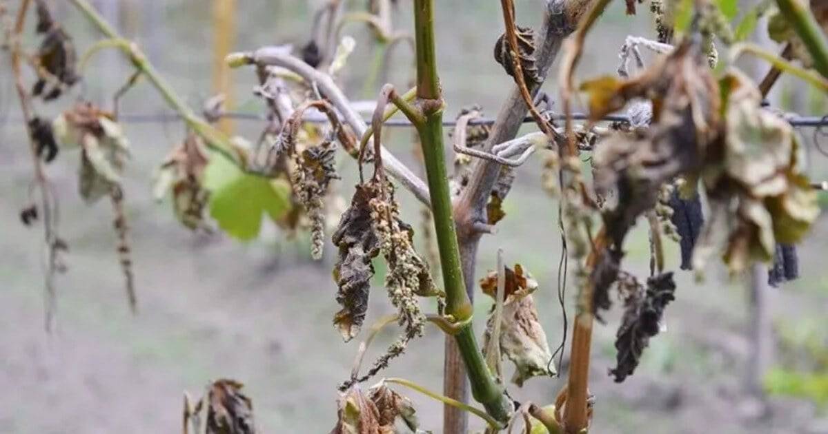 Río neuquino con caudal reducido durante la emergencia agraria por sequía