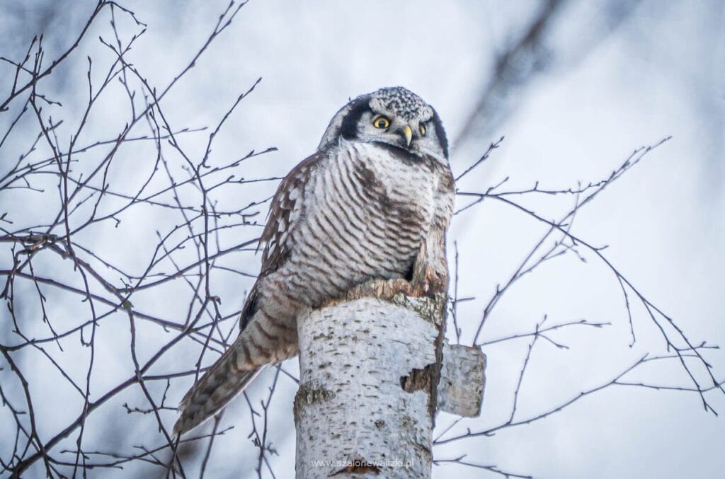 sowa jarzębata