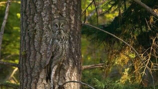 camouflagedowle13080654
