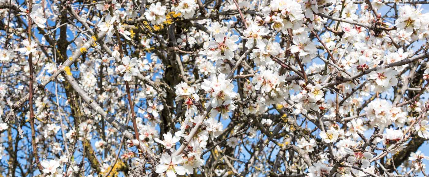 Die schönsten Orte für die Mandelblüte auf Mallorca
