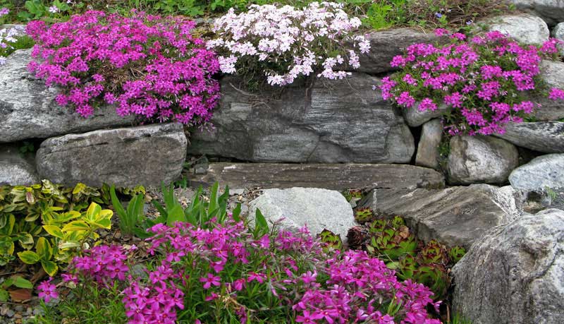 Trockenmauer selber bauen – Stützmauer aus Bruchsteinen bepflanzte Trockenmauer
