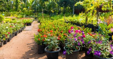 Plant Wholesale Suppliers / Plant Nursery