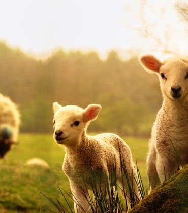Three lambs standing in a grassy field with blurred trees in the background, under a warm light.