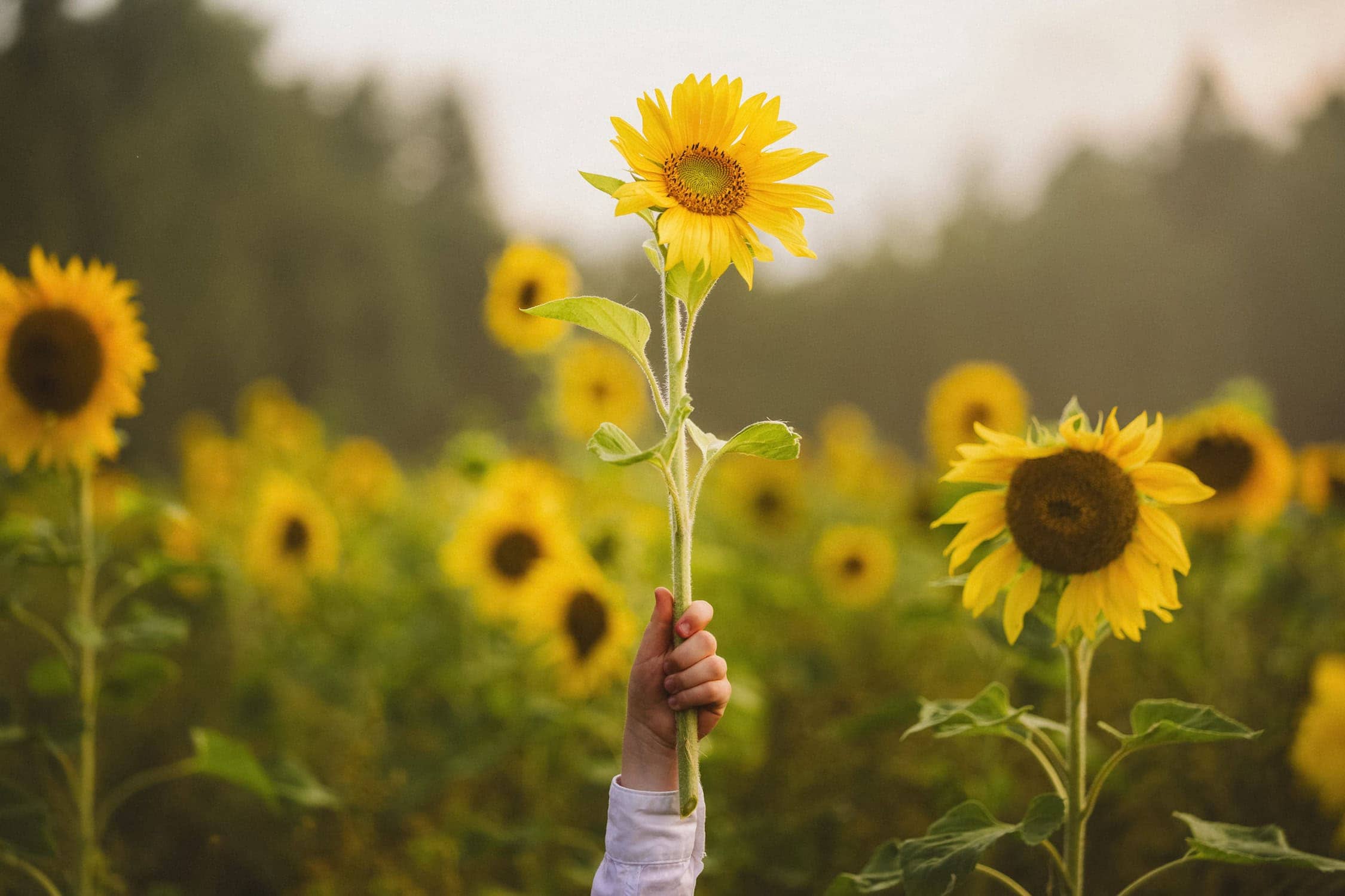 Niki Strbian valokuvaus 2 2
