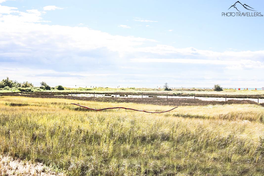 Eine Wiese im Riserva naturale Foce del Tagliamento