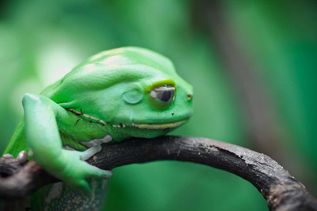Una rana, por tanto un anfibio. Muy verde, eso sí.