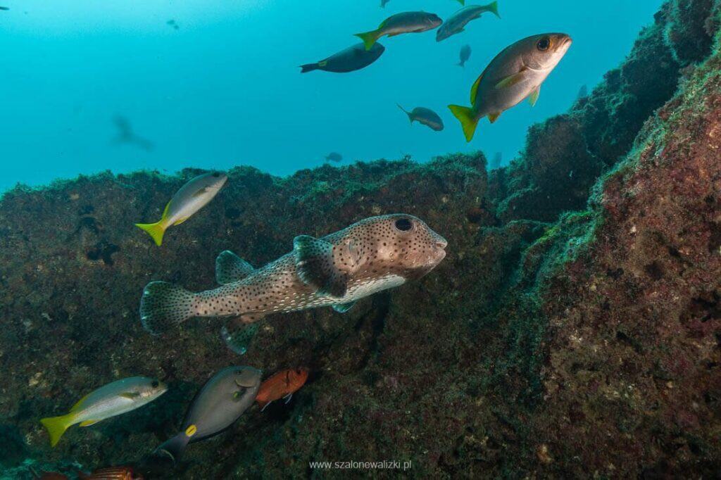 nurkowanie na cabo verde