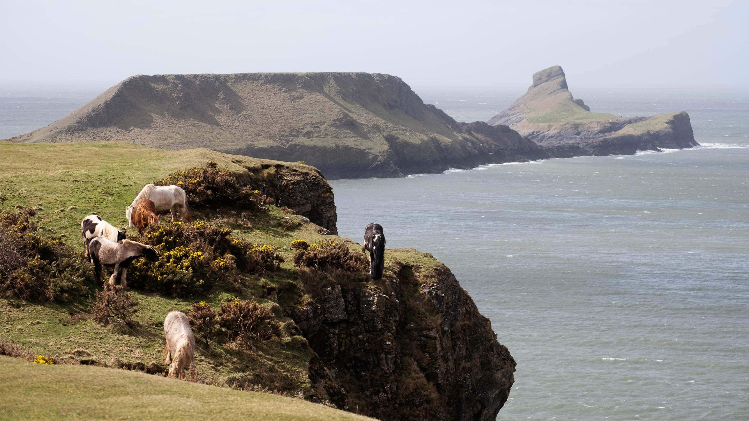 Pferde Rhosili Bay