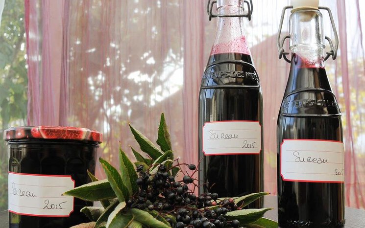 Sirop de baies noires de sureau - Recettes simples et faciles de Framboize