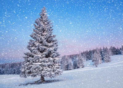 tree snow