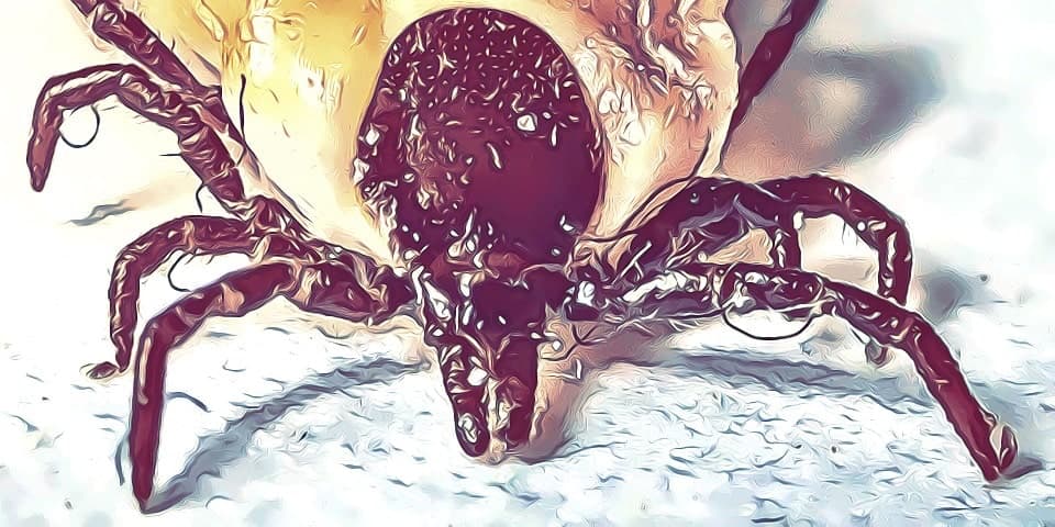 Zeckenkopf stecken geblieben - was tun