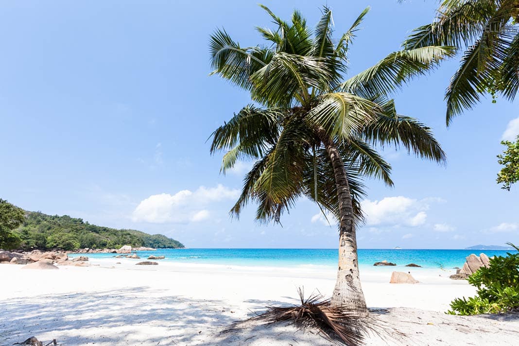 Eine Palme am weißen Sandstrand Anse Lazio auf Praslin