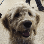 Minneapolis puppy at lake harriet during a go anywhere dog outing class