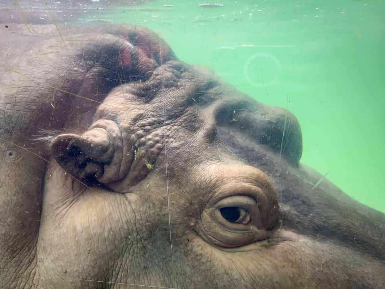 Honolulu Zoo - Go Oahu