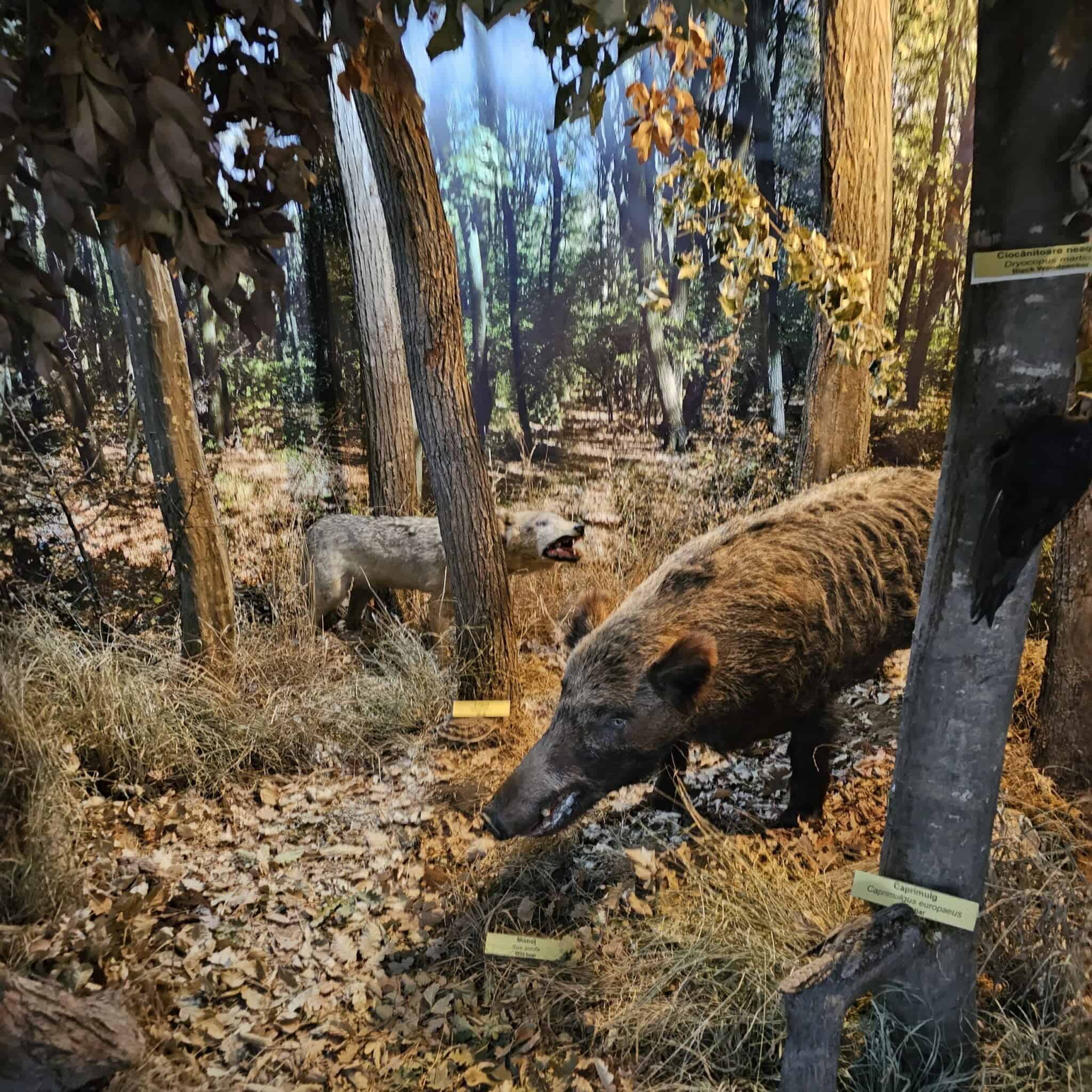 Muzeul Deltei Dunării, Tulcea - faună