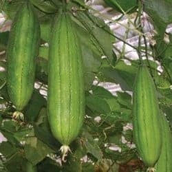 lufa sponge gourd Egyptian cucumber courge éponge luffa aegyptiaca lufa egipcia Schwammkürbis gokid legume ordonate alfabetic