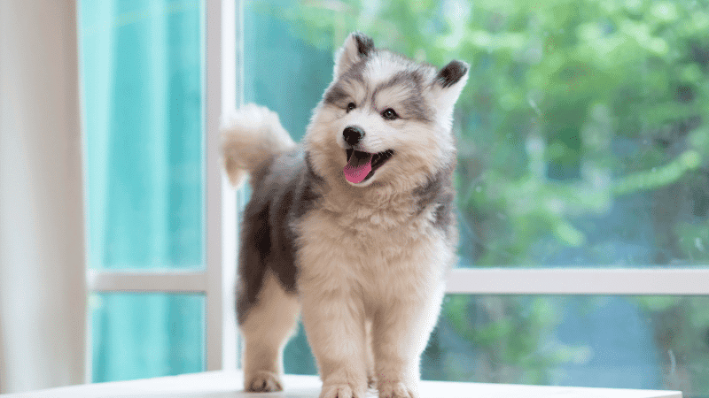 Puppy training classes graphic