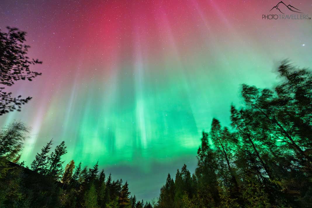 Starke Polarlichter über einem Wald in Finnland