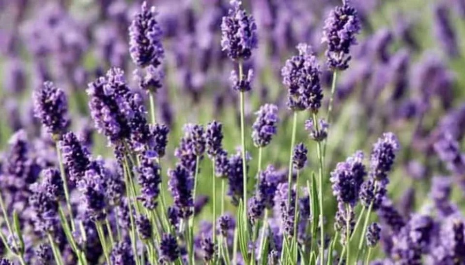 Welcome to Virgo Season 17 Kjahli