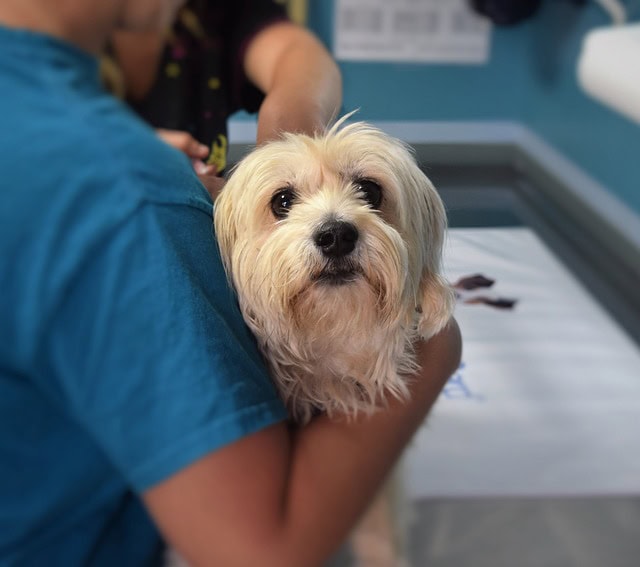 A small long hair dog examined by a veterinarian