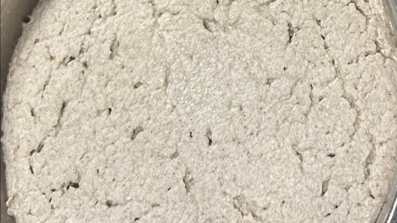 Levain Sans Gluten (Farine de Quinoa) Levain sans gluten au quinoa dans un bocal en verre, bulles visibles en surface montrant une fermentation active.