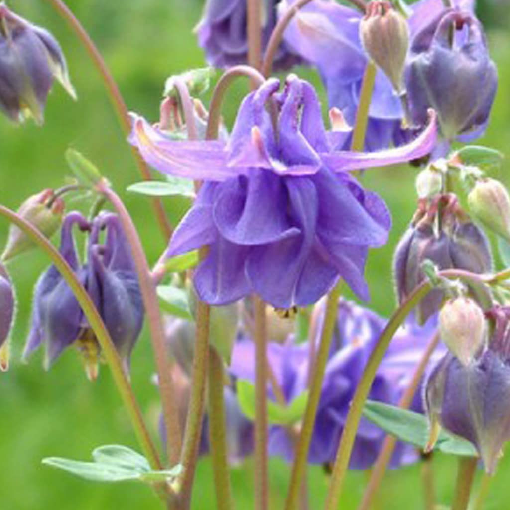 Aquilegia vulgaris / Gewöhnliche Akelei
