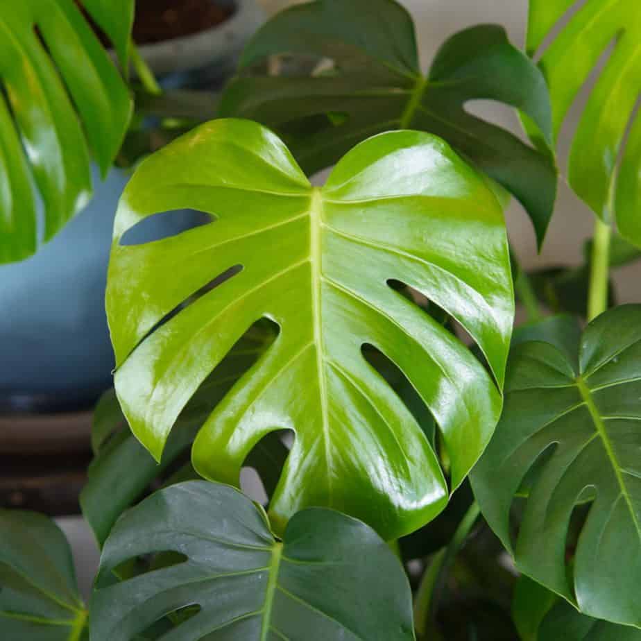 Monsterra Leaf