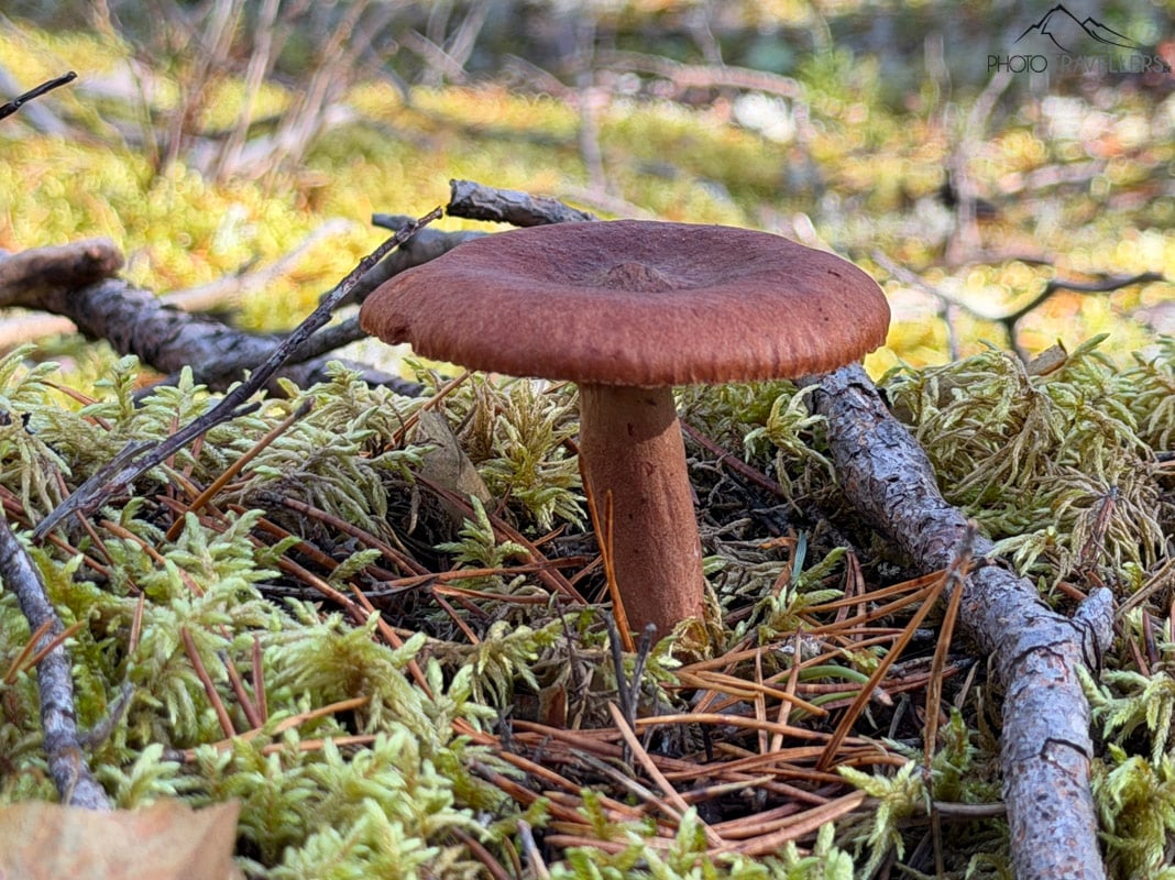 Ein Pilz, aufgenommen mit dem Makro-Modus des iPhone 17 Pro