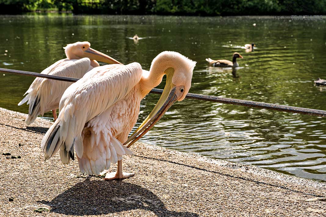 Zwei Pelikane im St. James’s Park, London