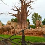 locuri-de-vizitat-in-valencia-bioparc-1-2 locuri-de-vizitat-in-valencia-bioparc-1-2