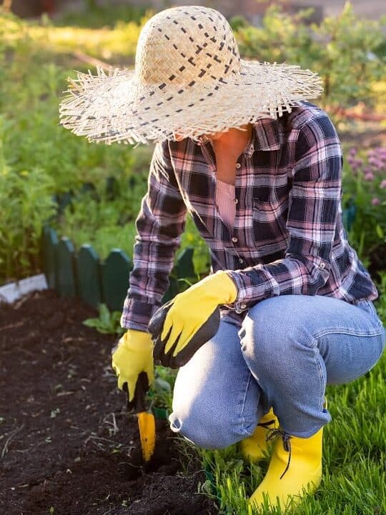 How to Start a Victory Garden for Modern Times
