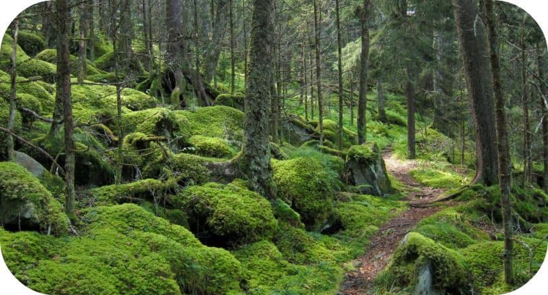 Popasul Craiului Pensiune Kid-Friendly poteca de munte Popasul Craiului Pensiune Kid-Friendly poteca de munte