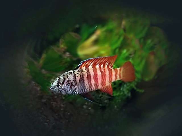 Zwergblaubarsch Black Tiger Myanmar Dario tigris