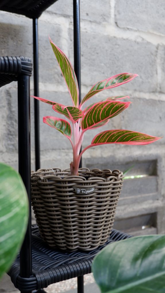 Pilihan pot rotan sintetik untuk koleksi aglonema 4 DSCF0005