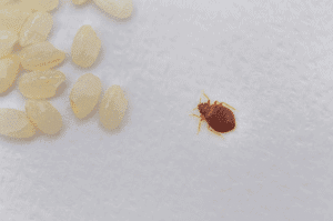 larve de punaise de lit avec une punaise adulte