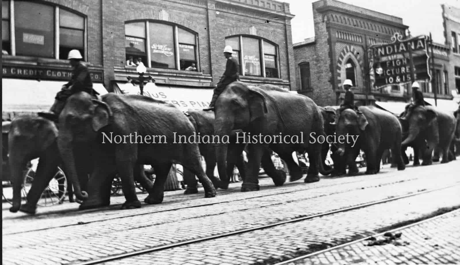 Ringling Bros Circus parade (elephants on Mich St) 1911 ph764 Elephants walking down a city street with city buildings and a sign for Indiana Film Picture Theater in background.