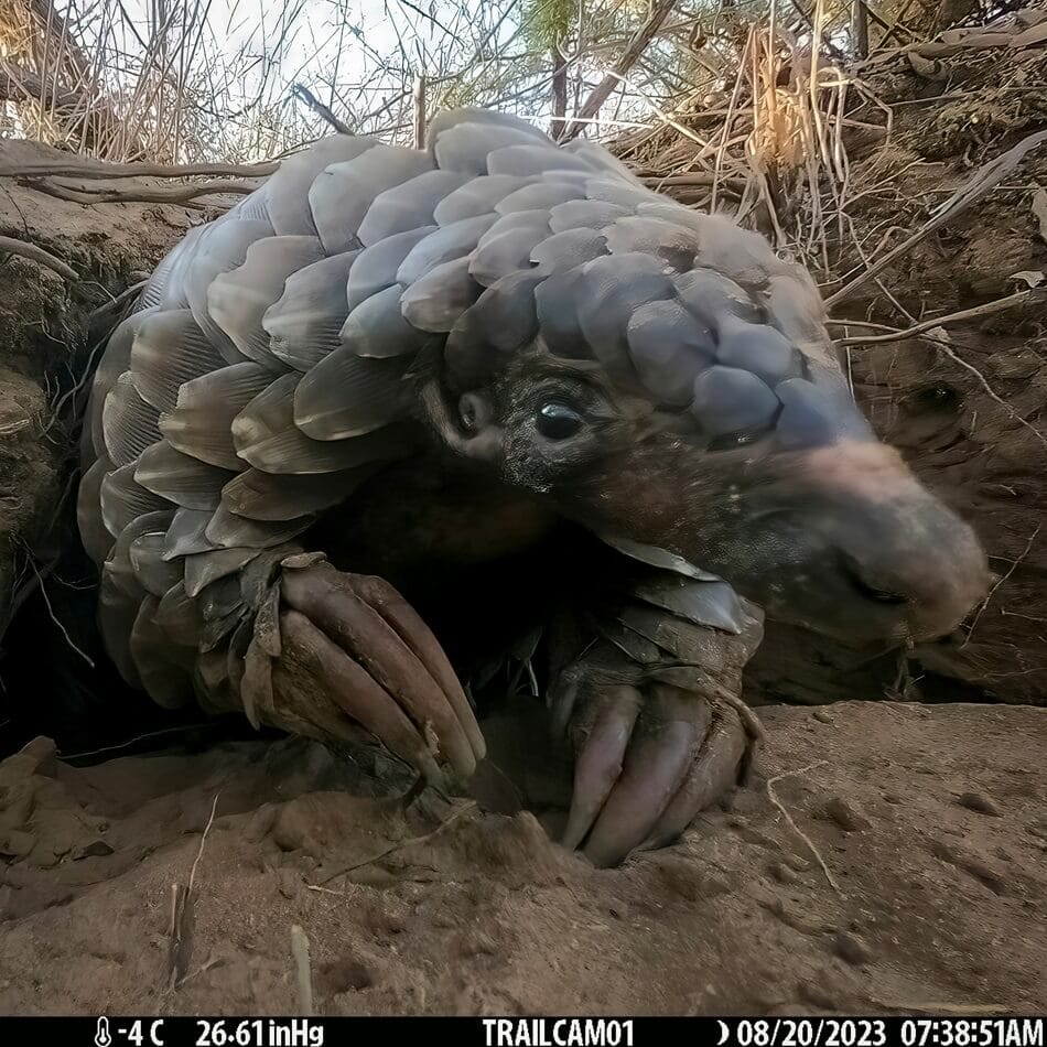 Pangolin scent-marking outside a Kalahari burrow
